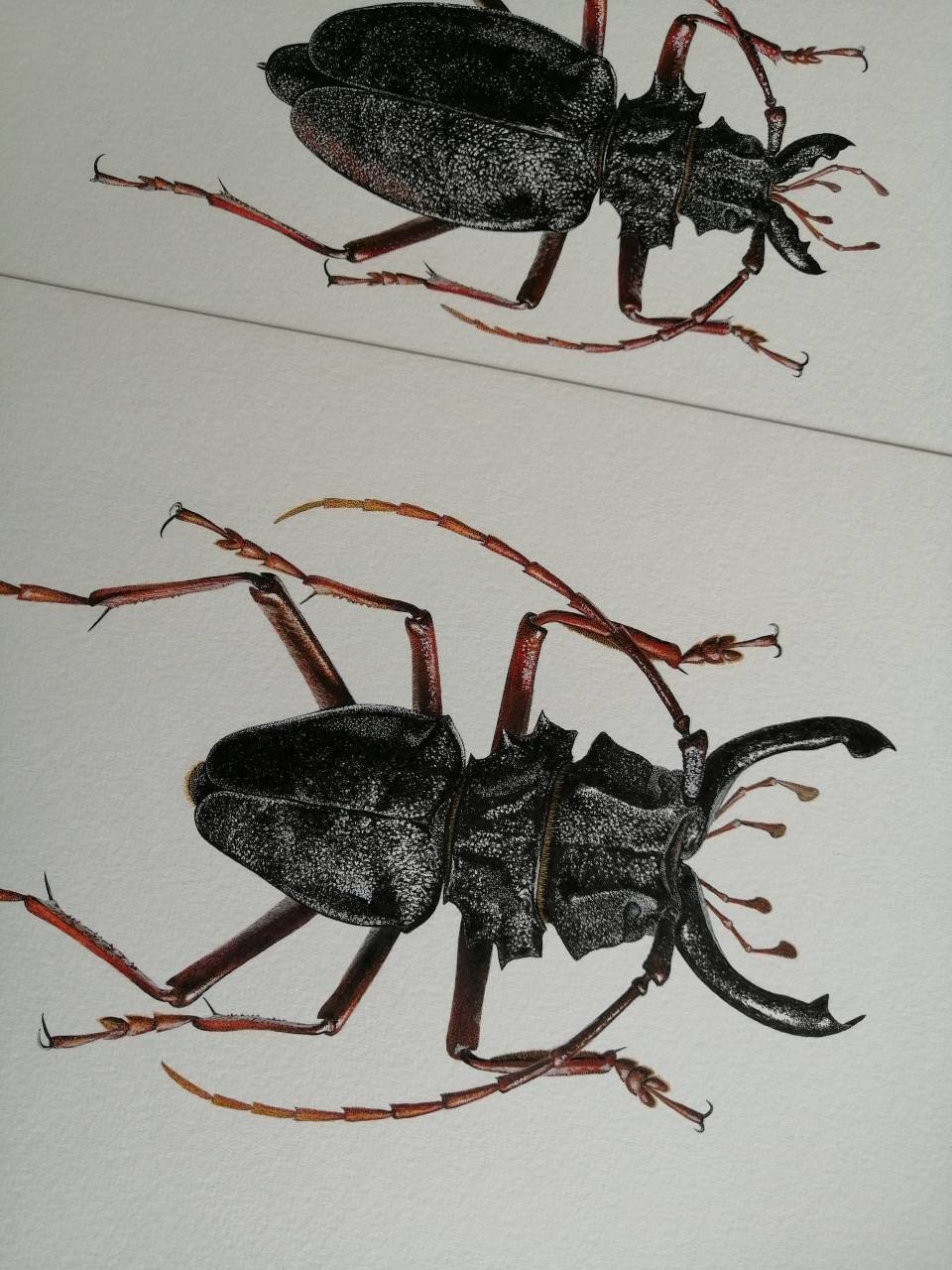 Prionacalus cacicus Male A4 size limited edition art print