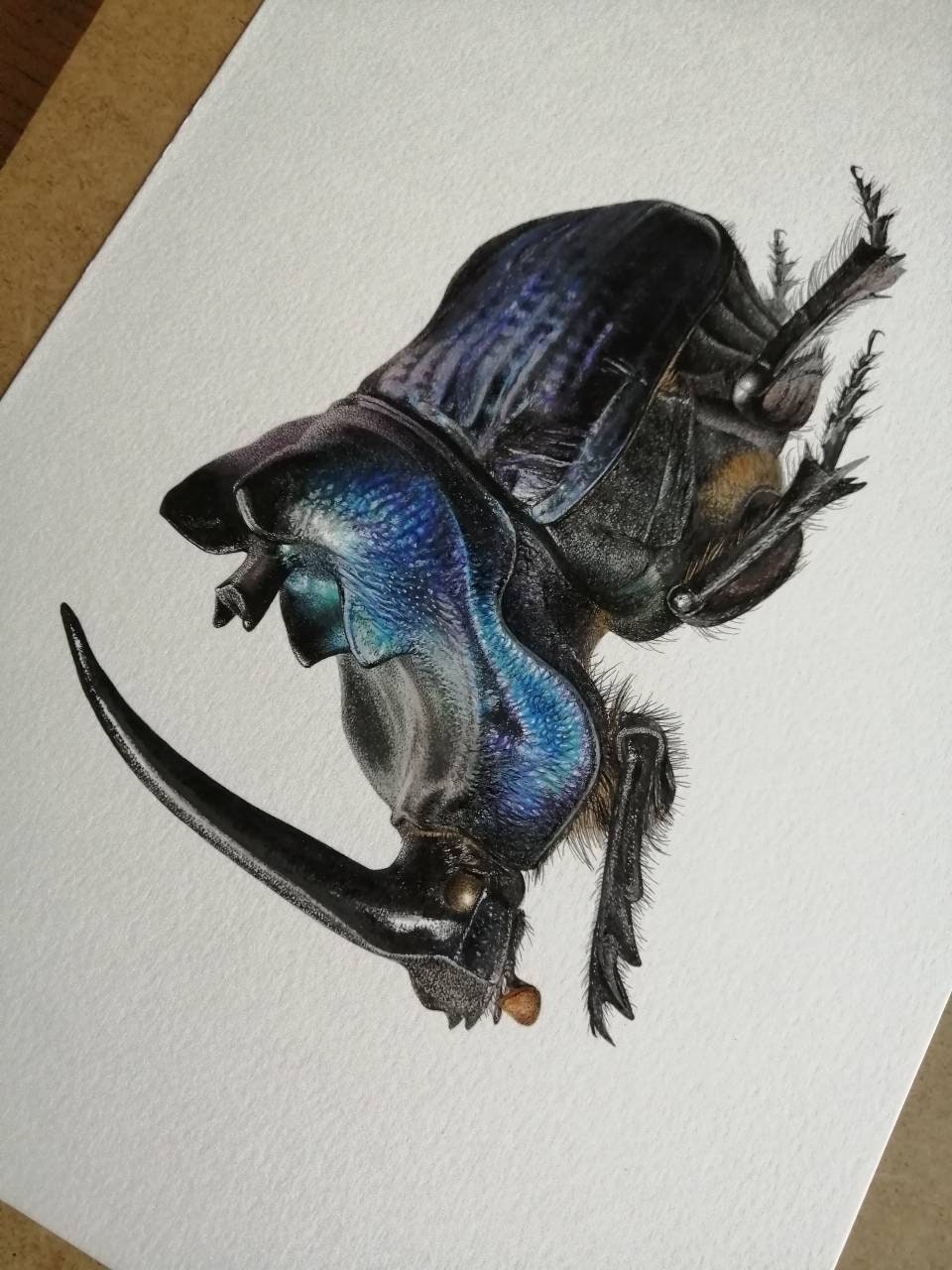 Coprophanaeus lancifer A4 size limited edition art print, signed and numbered. Scarab Beetle