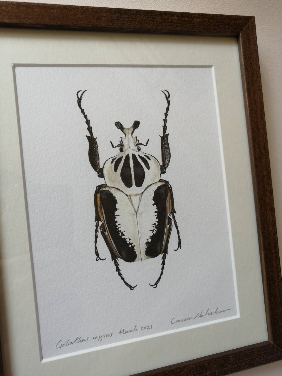 Framed Original Artwork - Goliathus regius