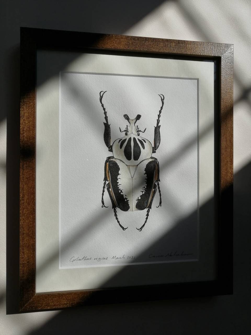 Framed Original Artwork - Goliathus regius
