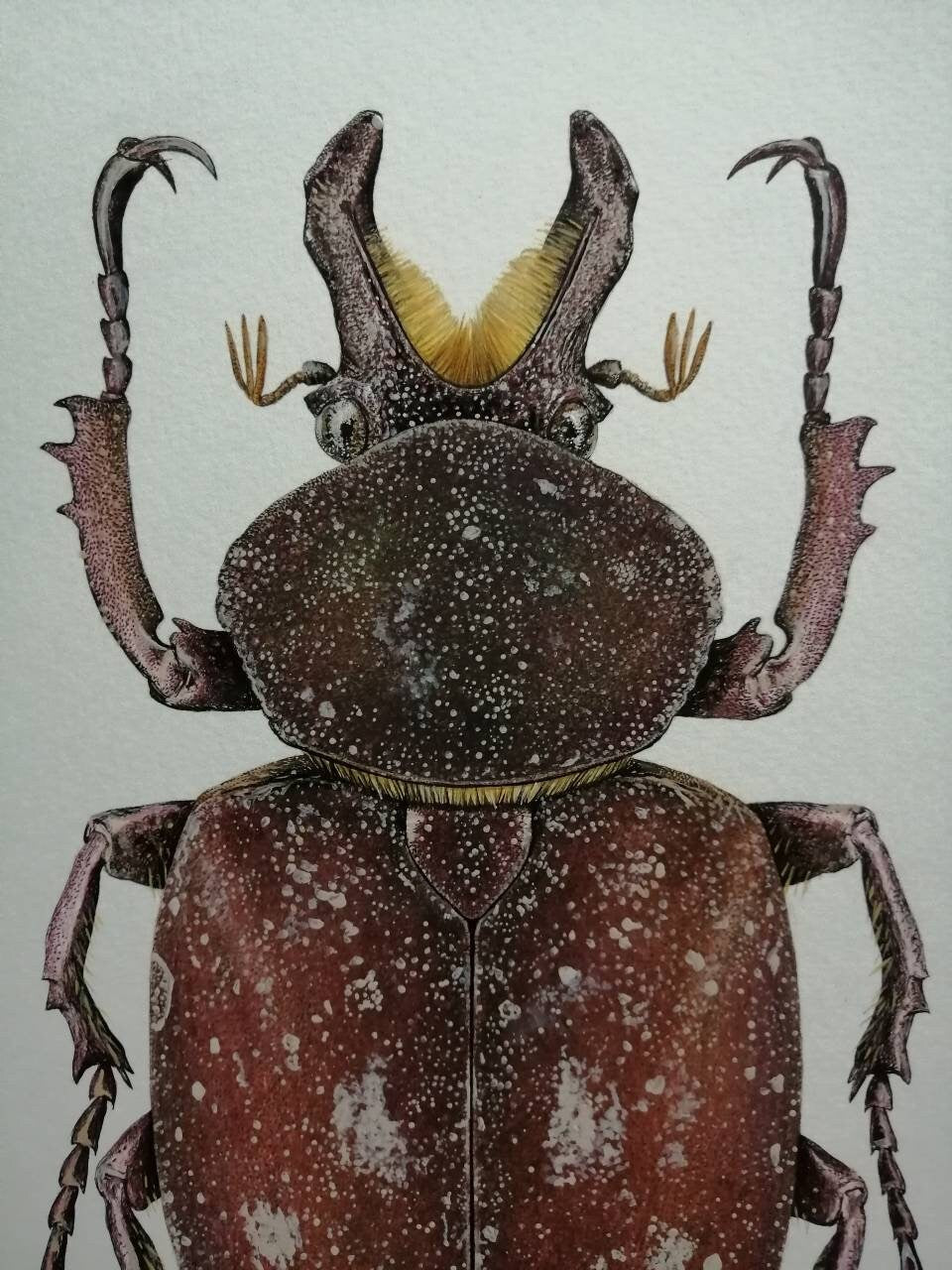 Inca axeli limited edition art print A4 size (new species 2021)