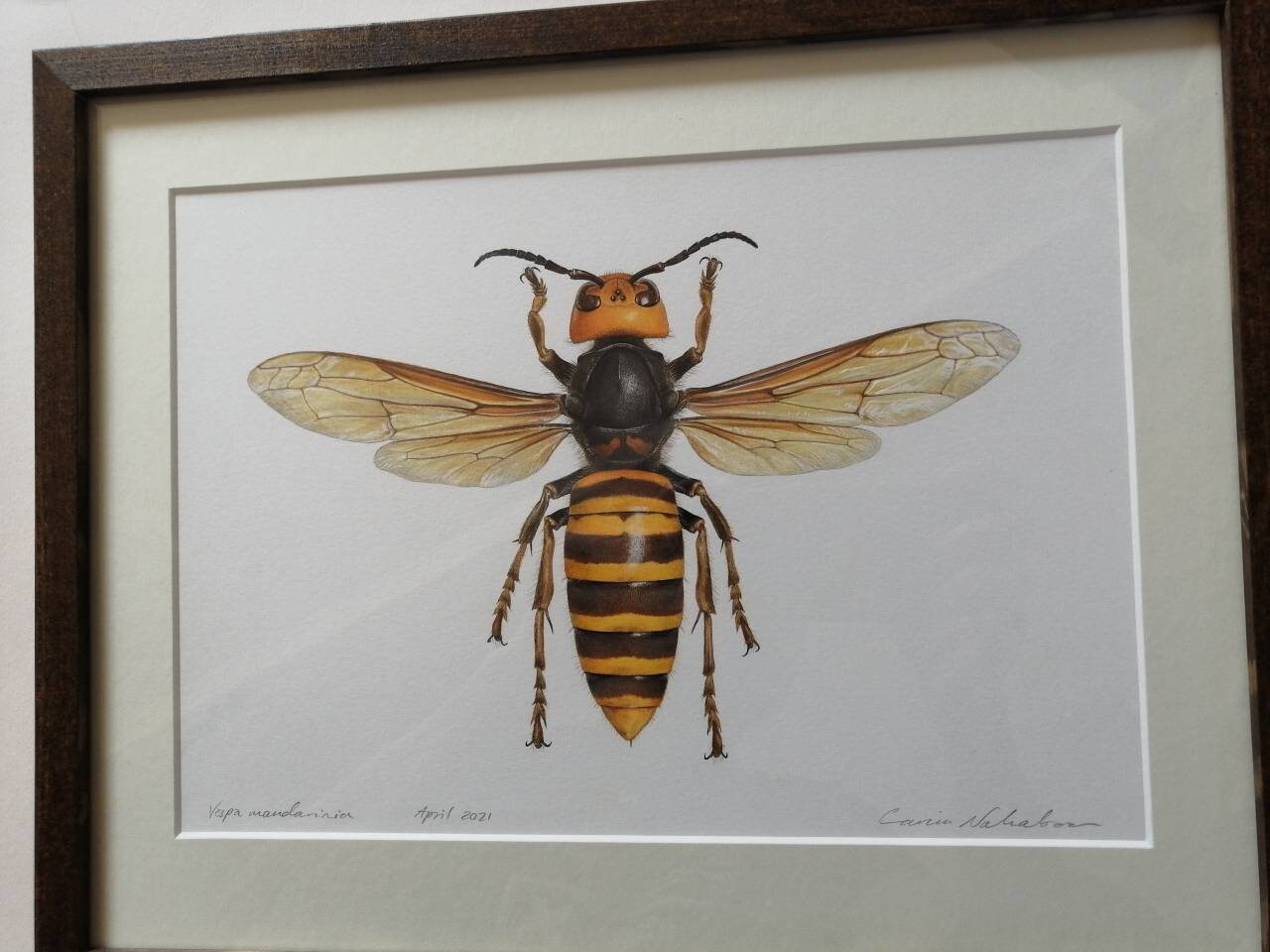 Vespa mandarinia, A4 size limited edition art print.