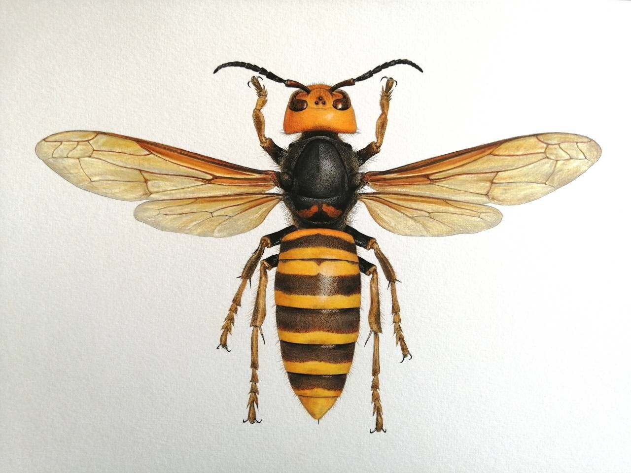 Vespa mandarinia, A4 size limited edition art print.