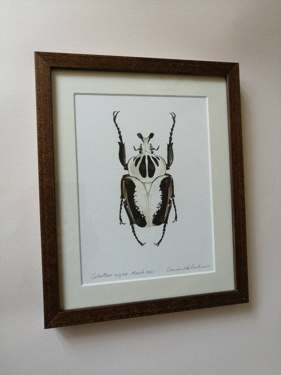 Framed Original Artwork - Goliathus regius