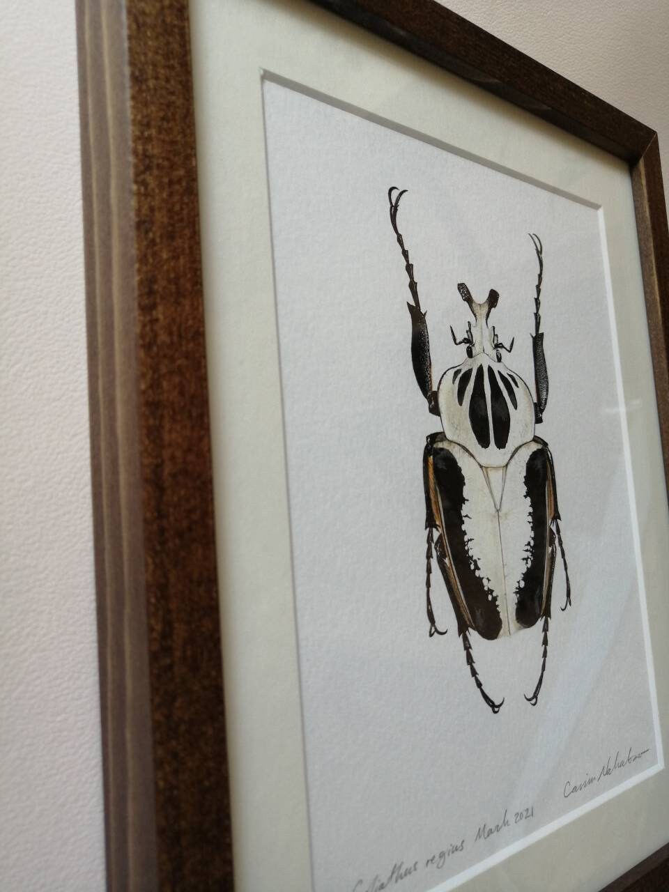 Framed Original Artwork - Goliathus regius