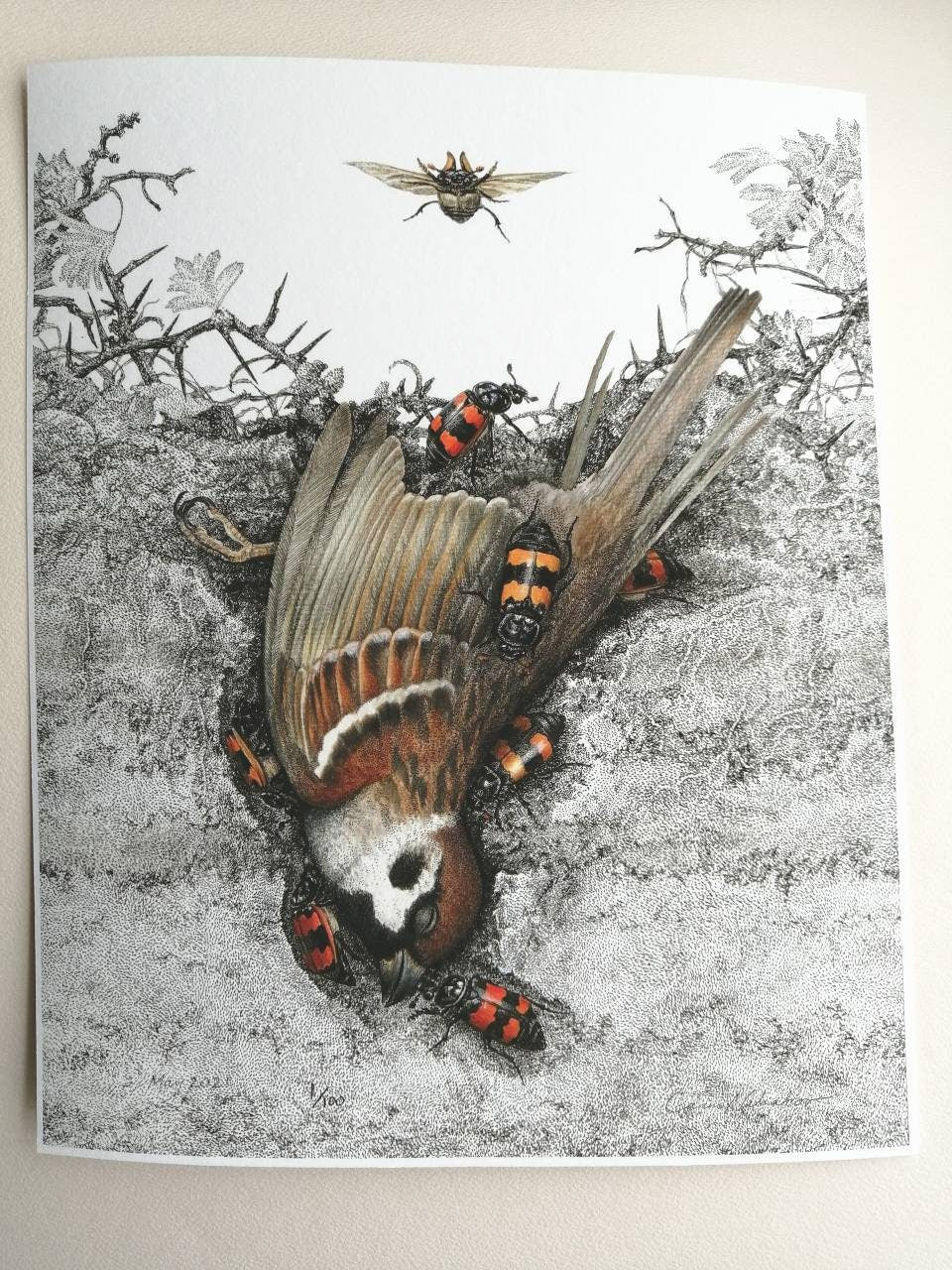 Nicrophorus & Tree Sparrow, limited edition art print 10x8inch