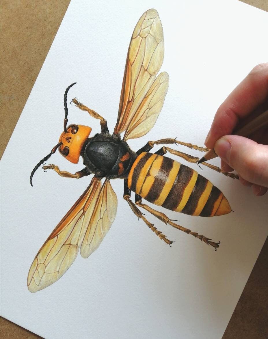Vespa mandarinia, A4 size limited edition art print.