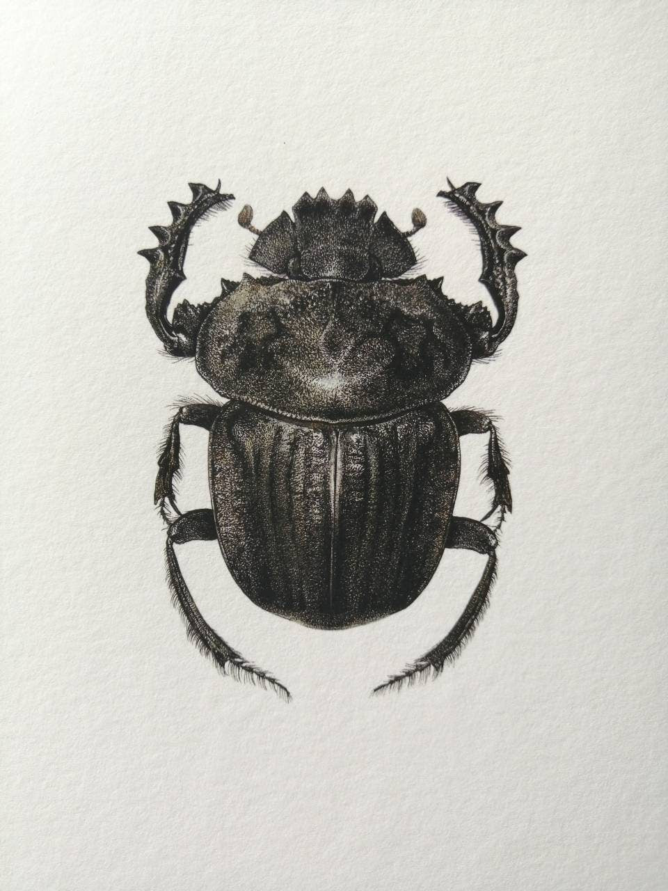 Pachylomera femoralis 10x8" limited edition art print