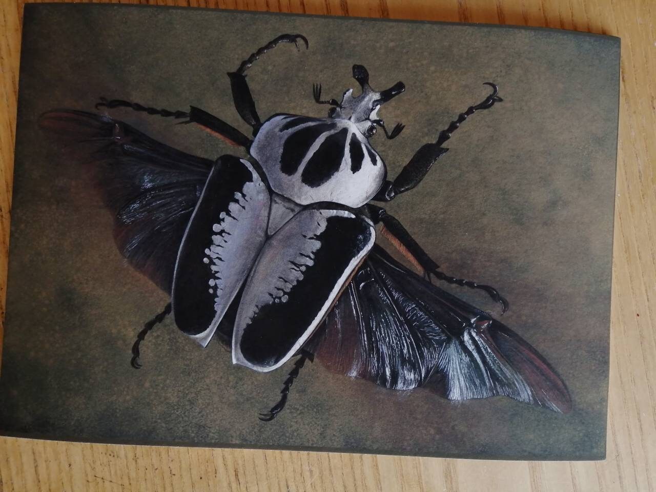 Goliathus regius in flight - limited edition A4 size print Goliath Beetle