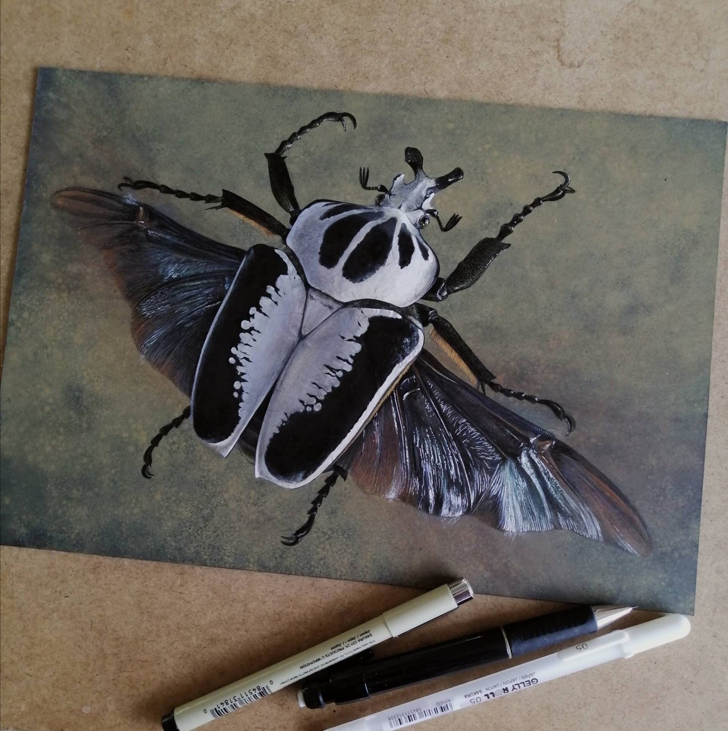 Goliathus regius in flight - limited edition A4 size print Goliath Beetle