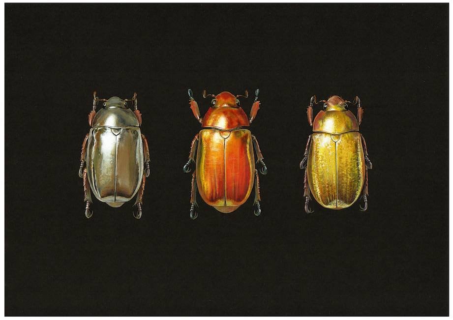 Chrysina Jewel Scarab Trio - Limited edition art print A4 size.