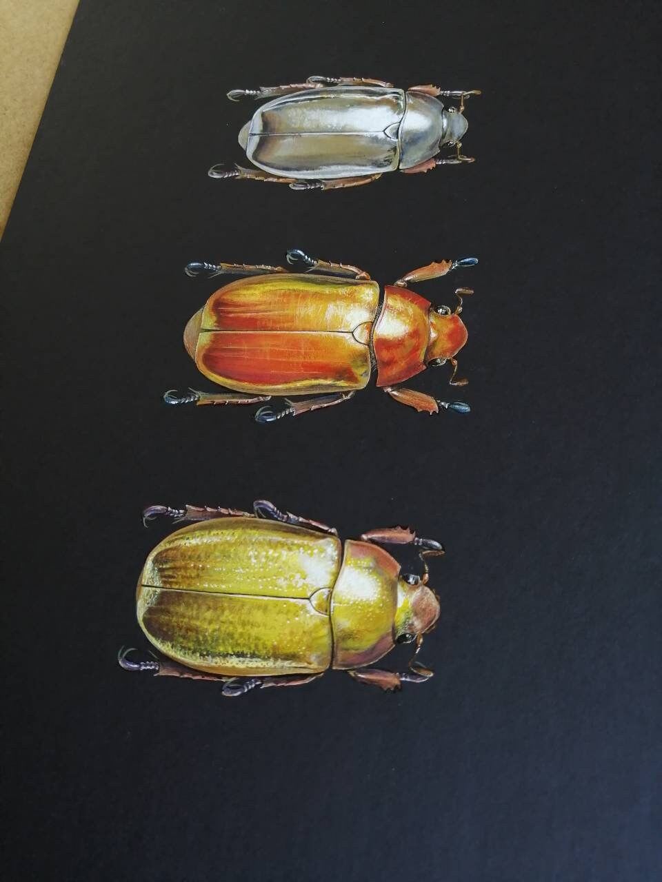 Chrysina Jewel Scarab Trio - Limited edition art print A4 size.