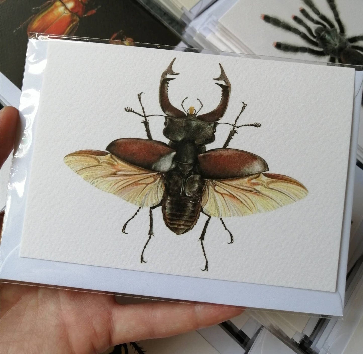 Stag Beetle - Greetings Card (Lucanus cervus)