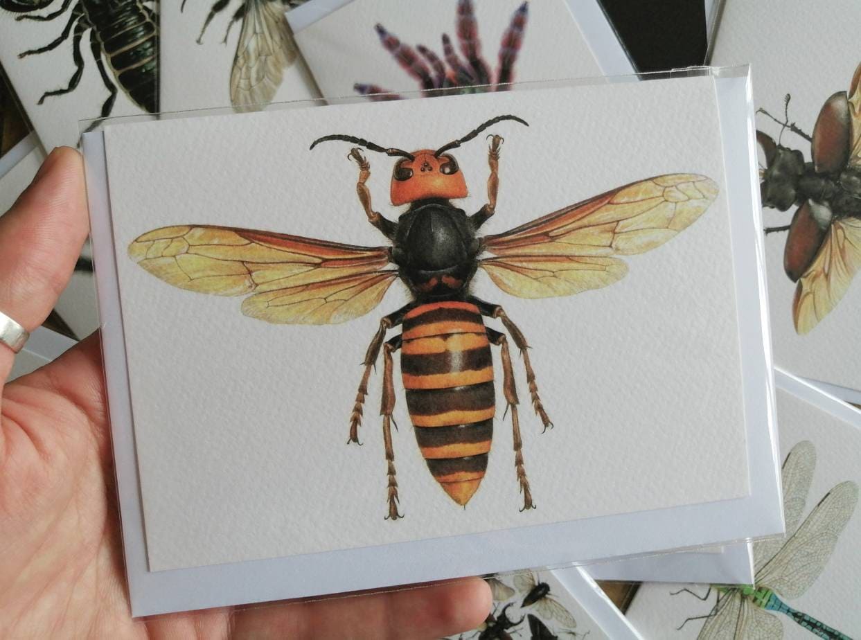Greetings Card - Vespa mandarinia Queen. Giant Asian Hornet