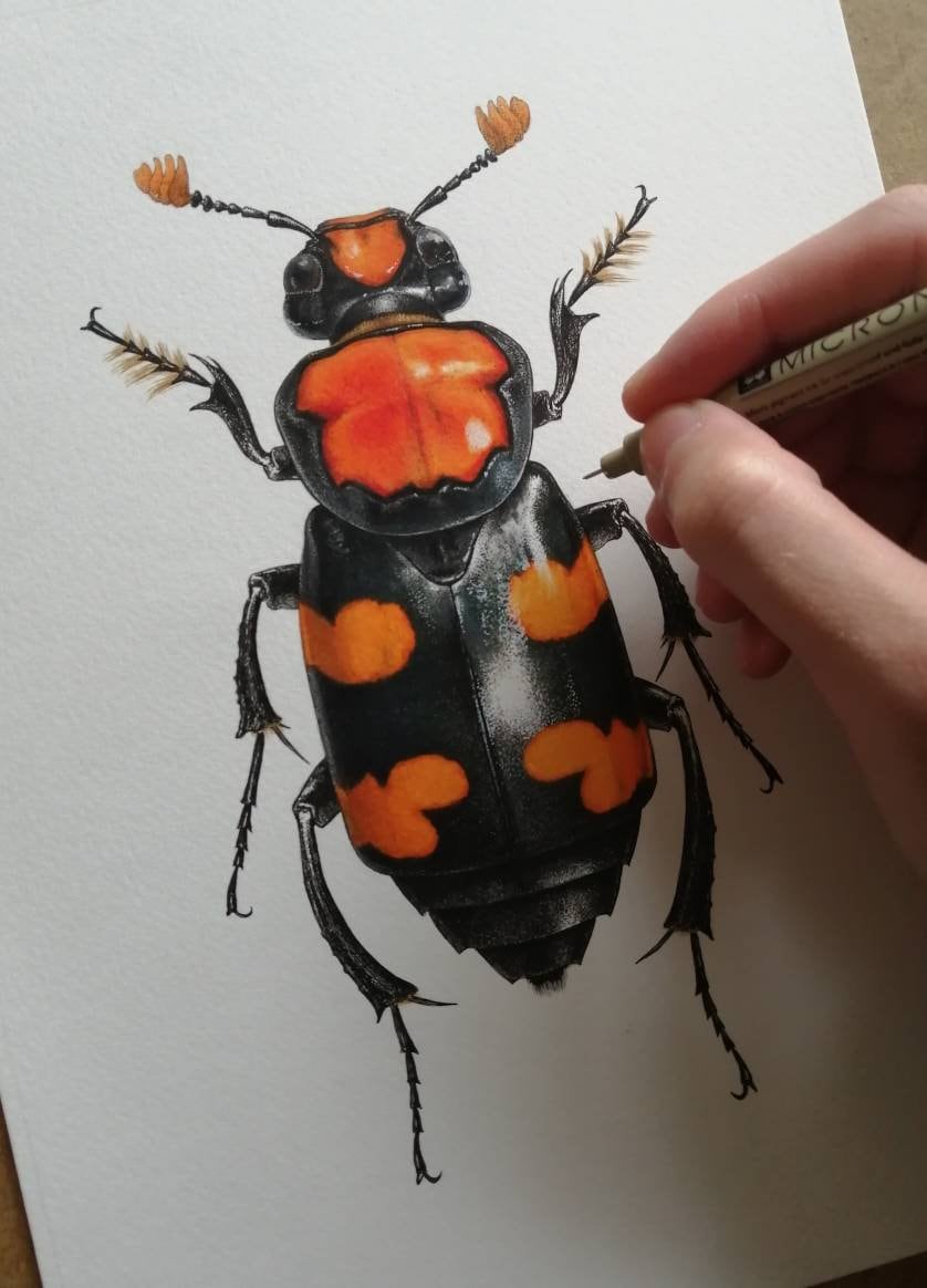 Nicrophorus americanus, American Burying Beetle, limited edition art print A4 size