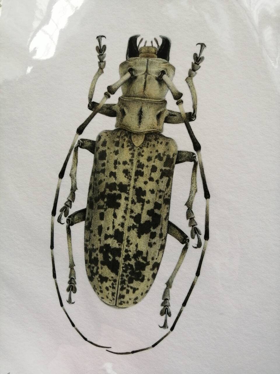 Limited edition art print, A4 size, Pseudomeges marmoratus