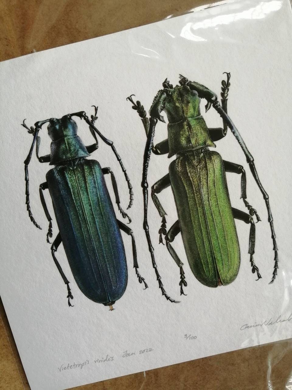 Limited edition art print, Vietetropis viridis, female & male pair. 9x9inch