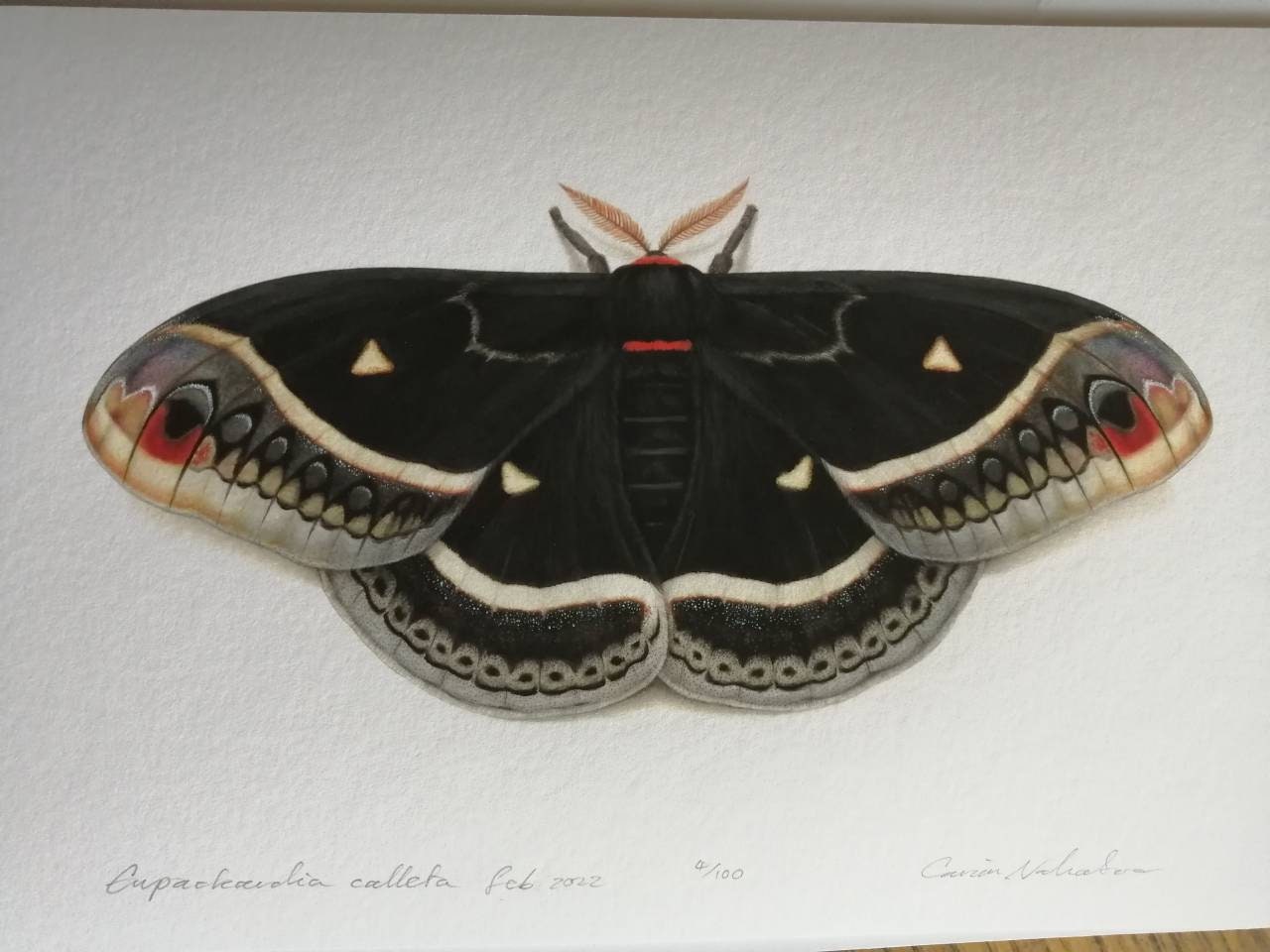 Eupackardia calleta silk moth limited edition art print, A4 size