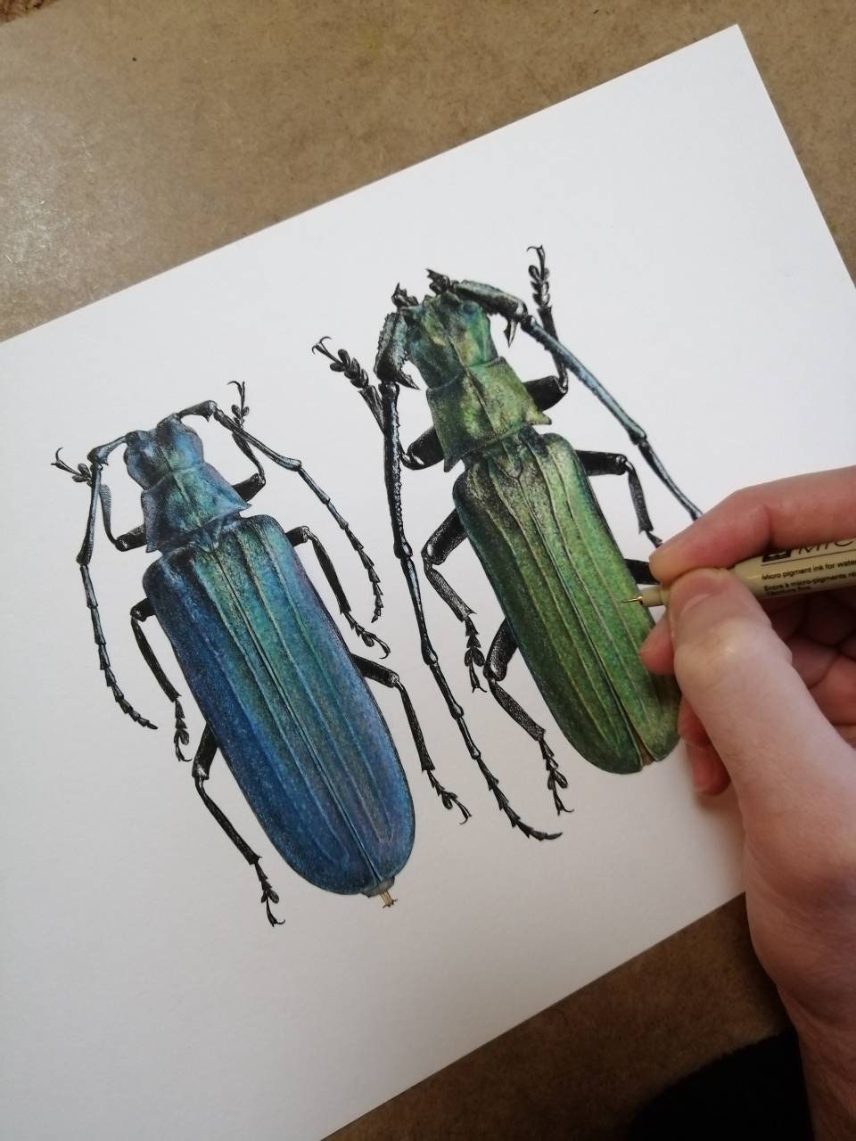 Limited edition art print, Vietetropis viridis, female & male pair. 9x9inch