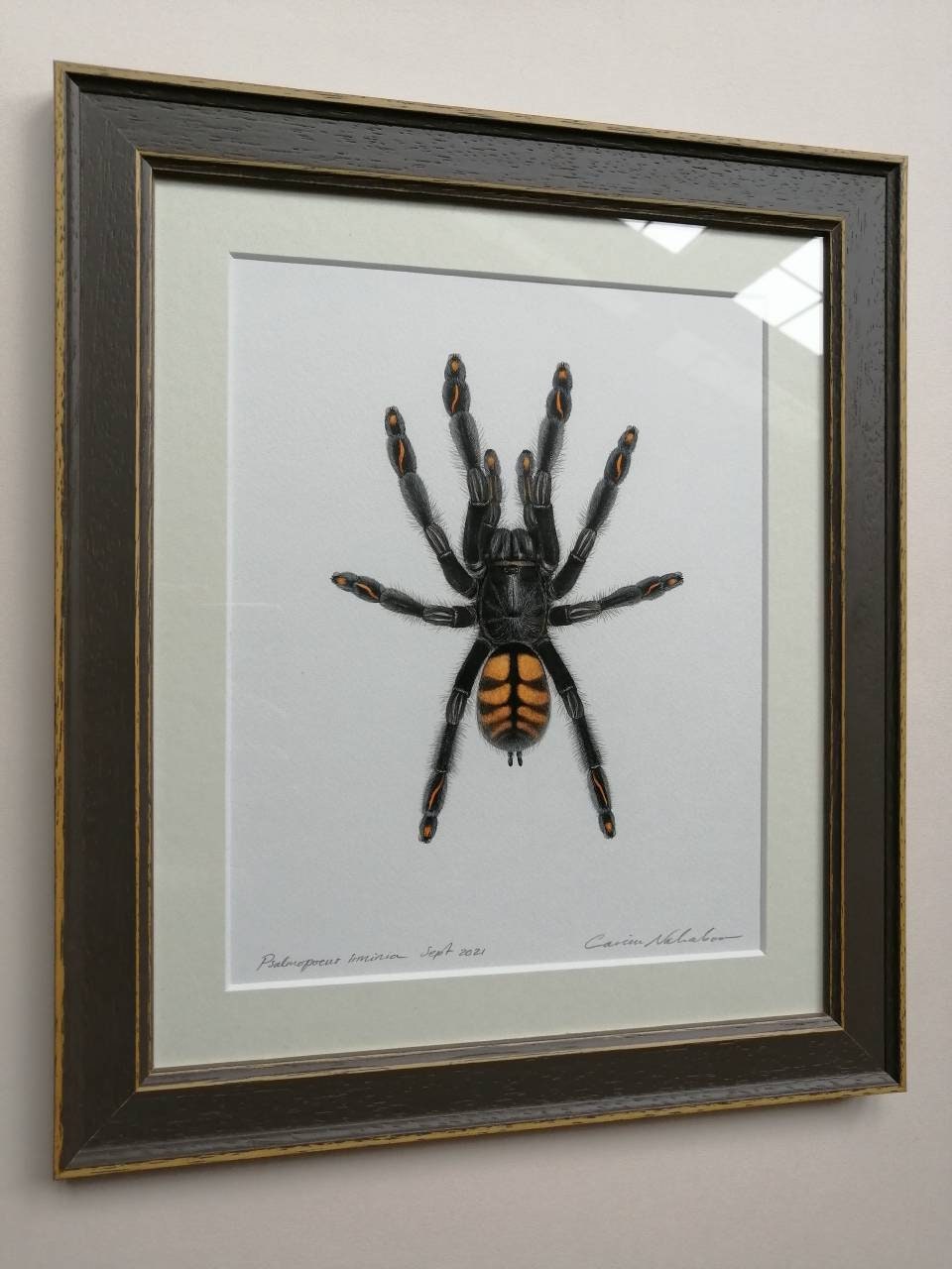 Framed Original Artwork - Psalmopoeus irminia