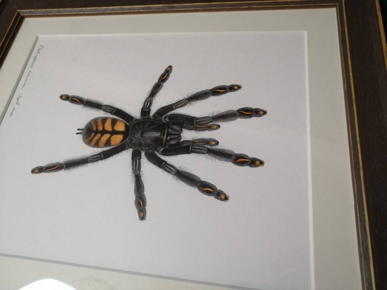 Framed Original Artwork - Psalmopoeus irminia