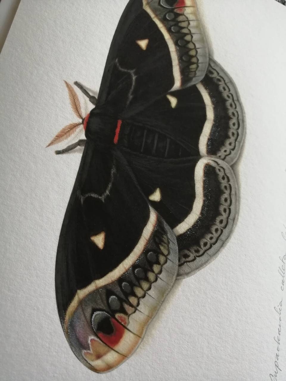 Eupackardia calleta silk moth limited edition art print, A4 size