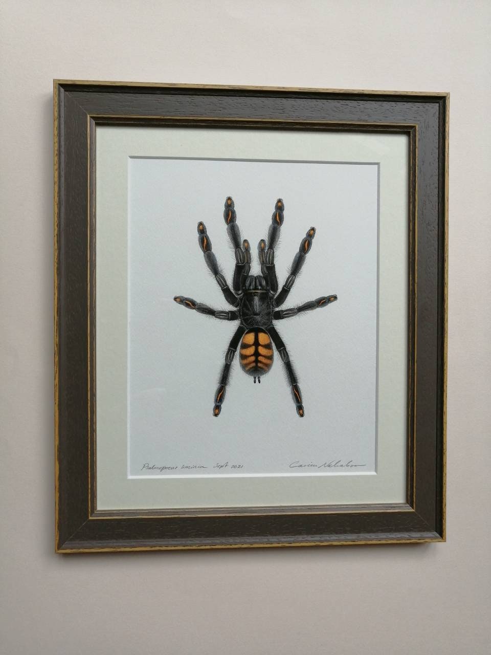 Framed Original Artwork - Psalmopoeus irminia