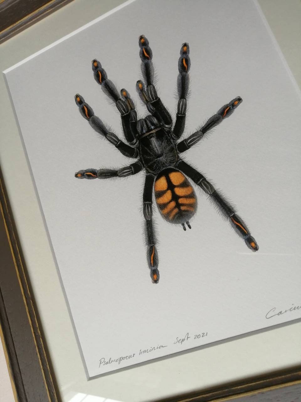 Framed Original Artwork - Psalmopoeus irminia