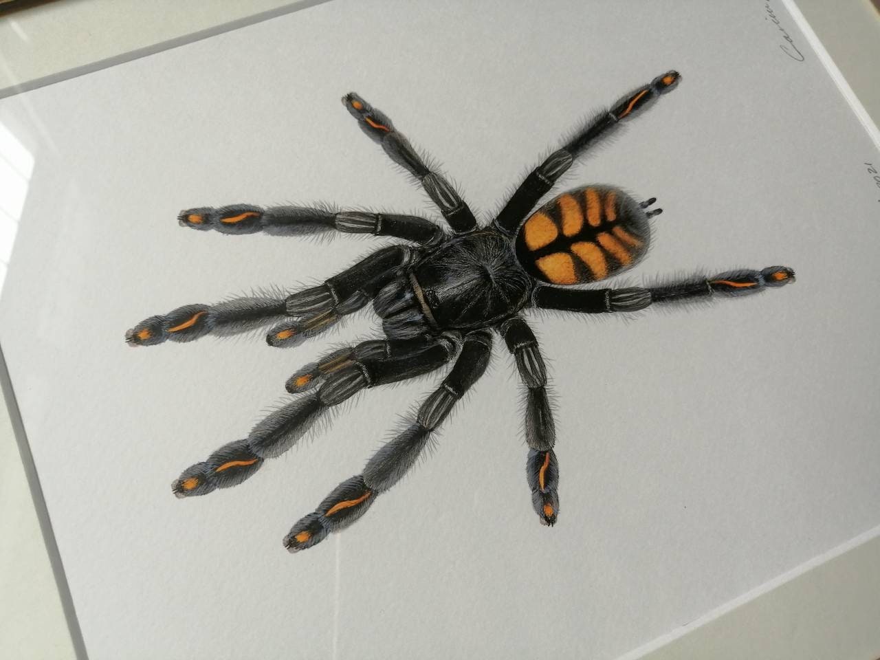 Framed Original Artwork - Psalmopoeus irminia