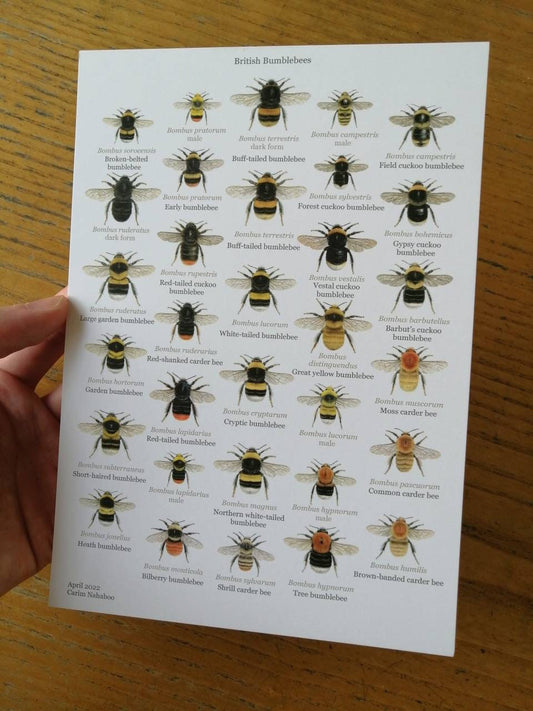 A5 size small key to British Bumblebees art card.