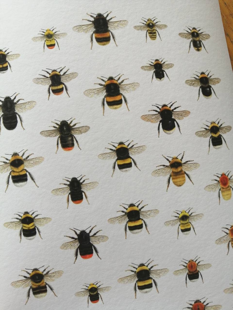 A4 size limited edition art print, Lifesize British Bumblebees, with A5 size Key to species.