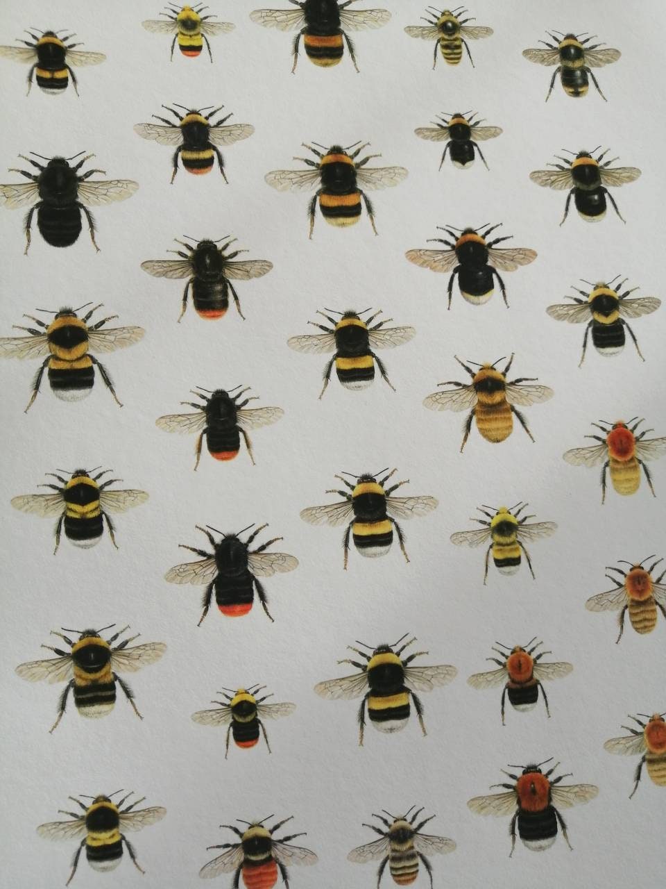 A4 size limited edition art print, Lifesize British Bumblebees, with A5 size Key to species.
