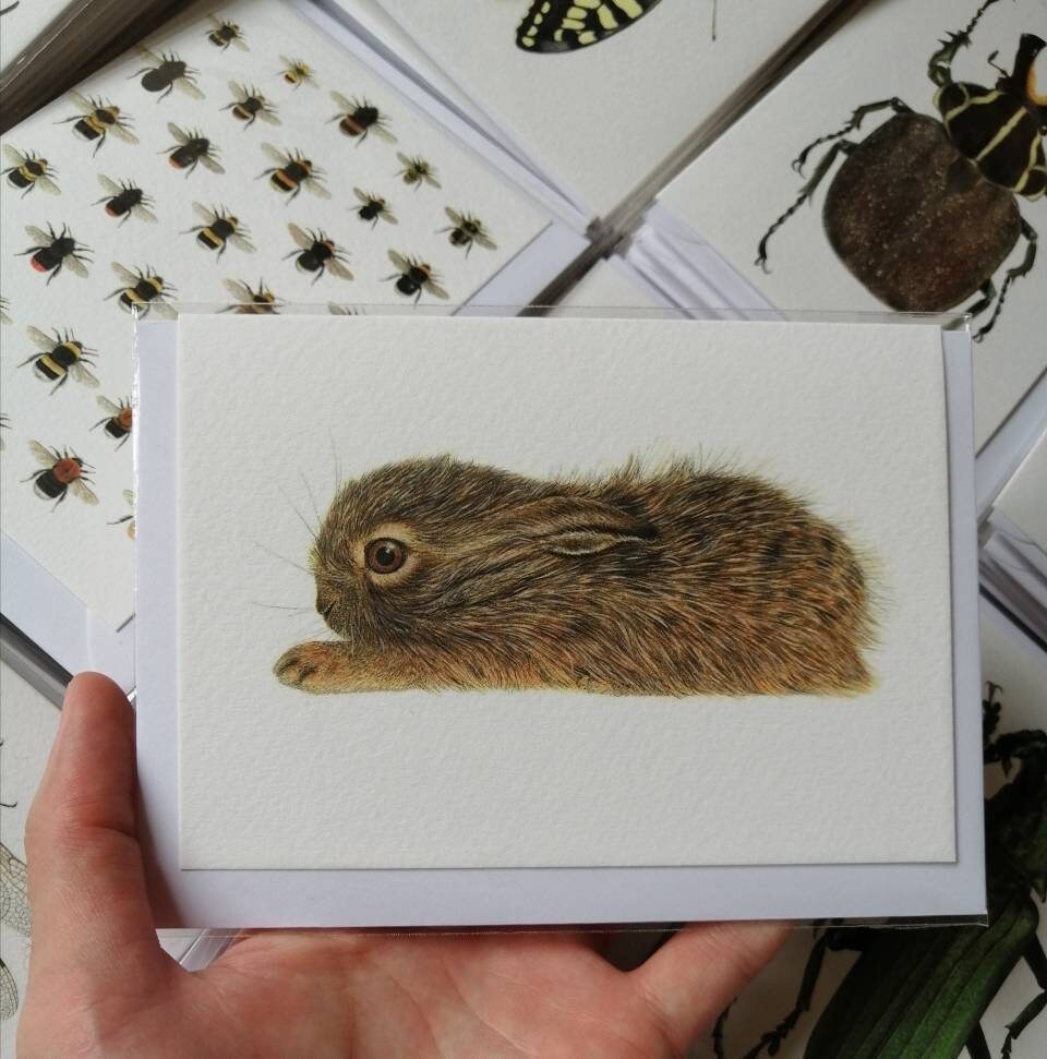 Greetings card - Leveret, baby Hare