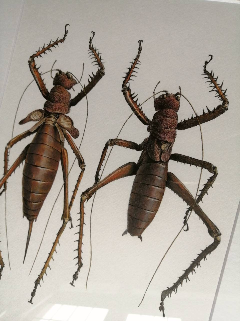Framed Original Artwork - Panoploscelis specularis Female & Male pair