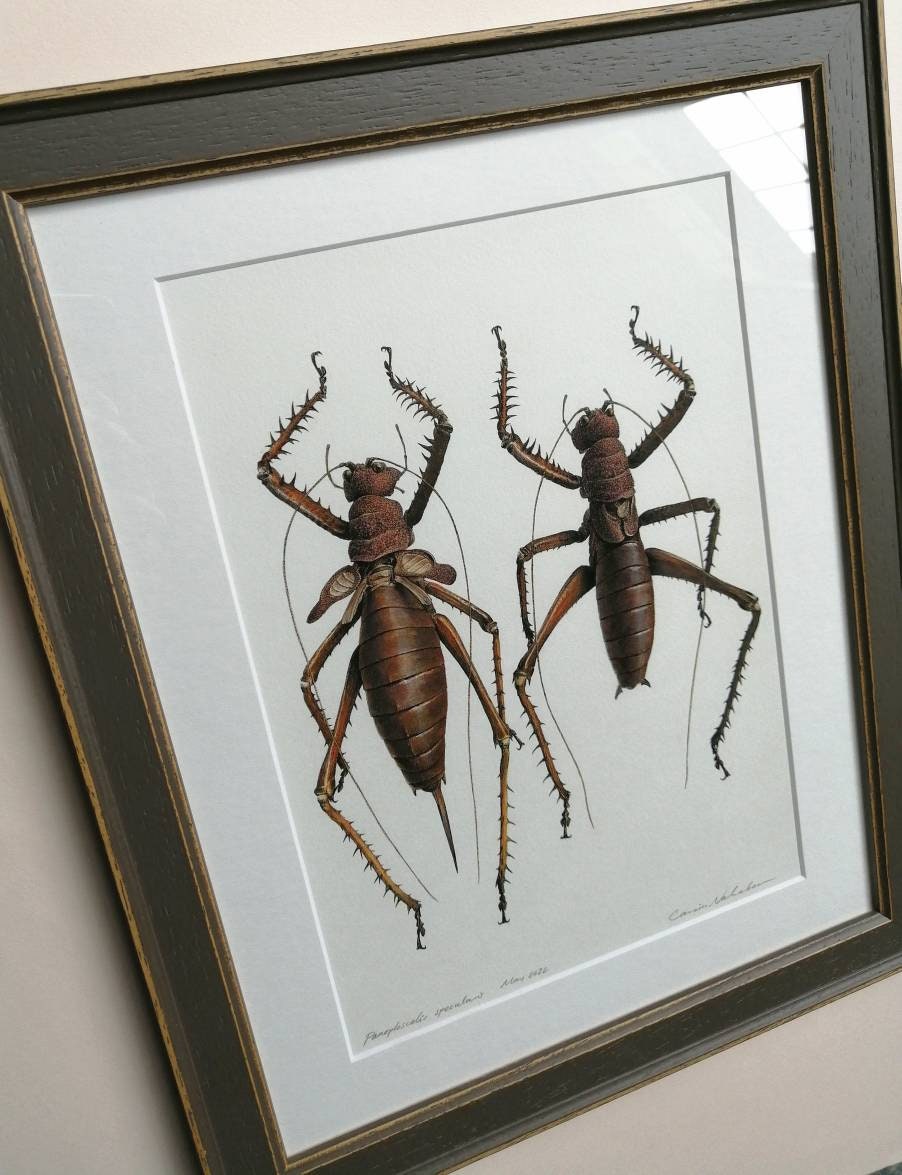 Framed Original Artwork - Panoploscelis specularis Female & Male pair