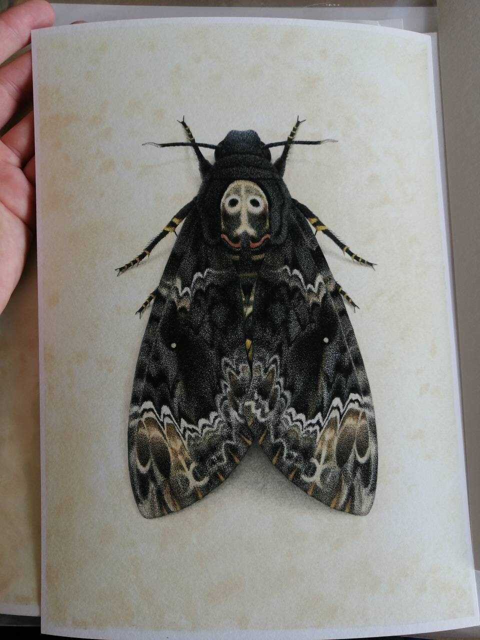 Limited edition art print Acherontia lachesis Death's Head Moth