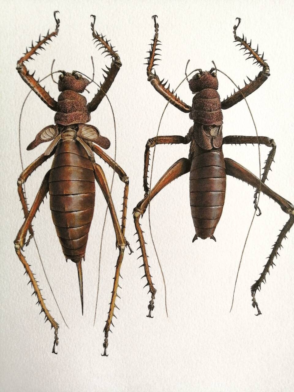 Limited edition art print, Panoploscelis specularis Pair