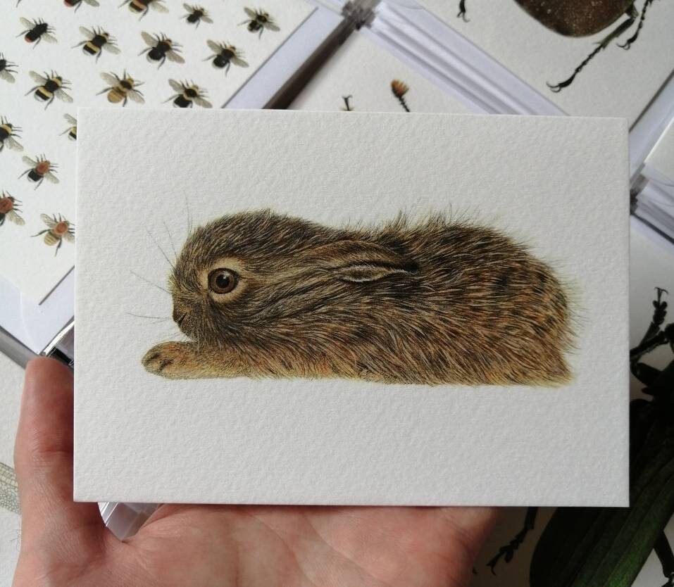 Greetings card - Leveret, baby Hare