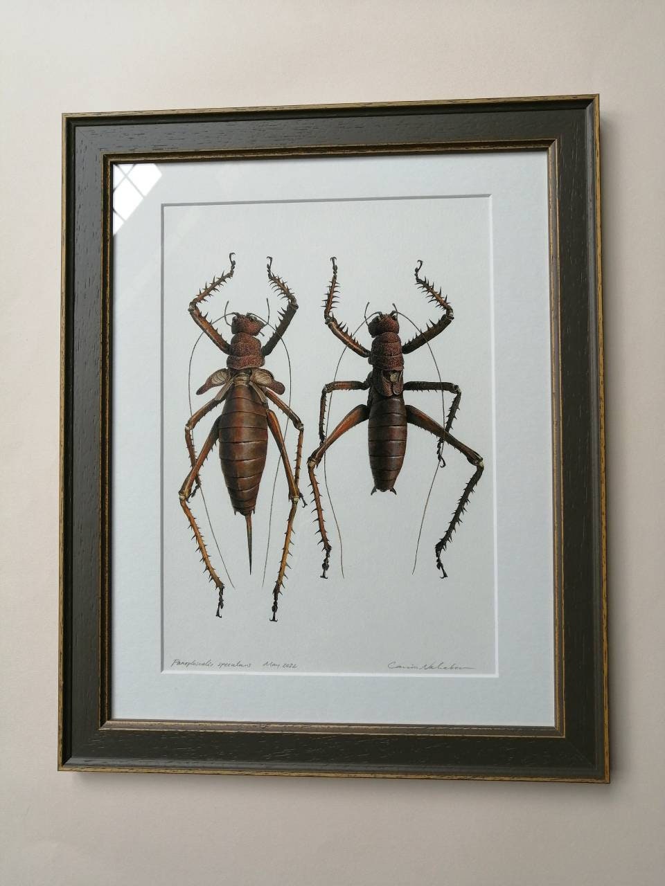 Framed Original Artwork - Panoploscelis specularis Female & Male pair