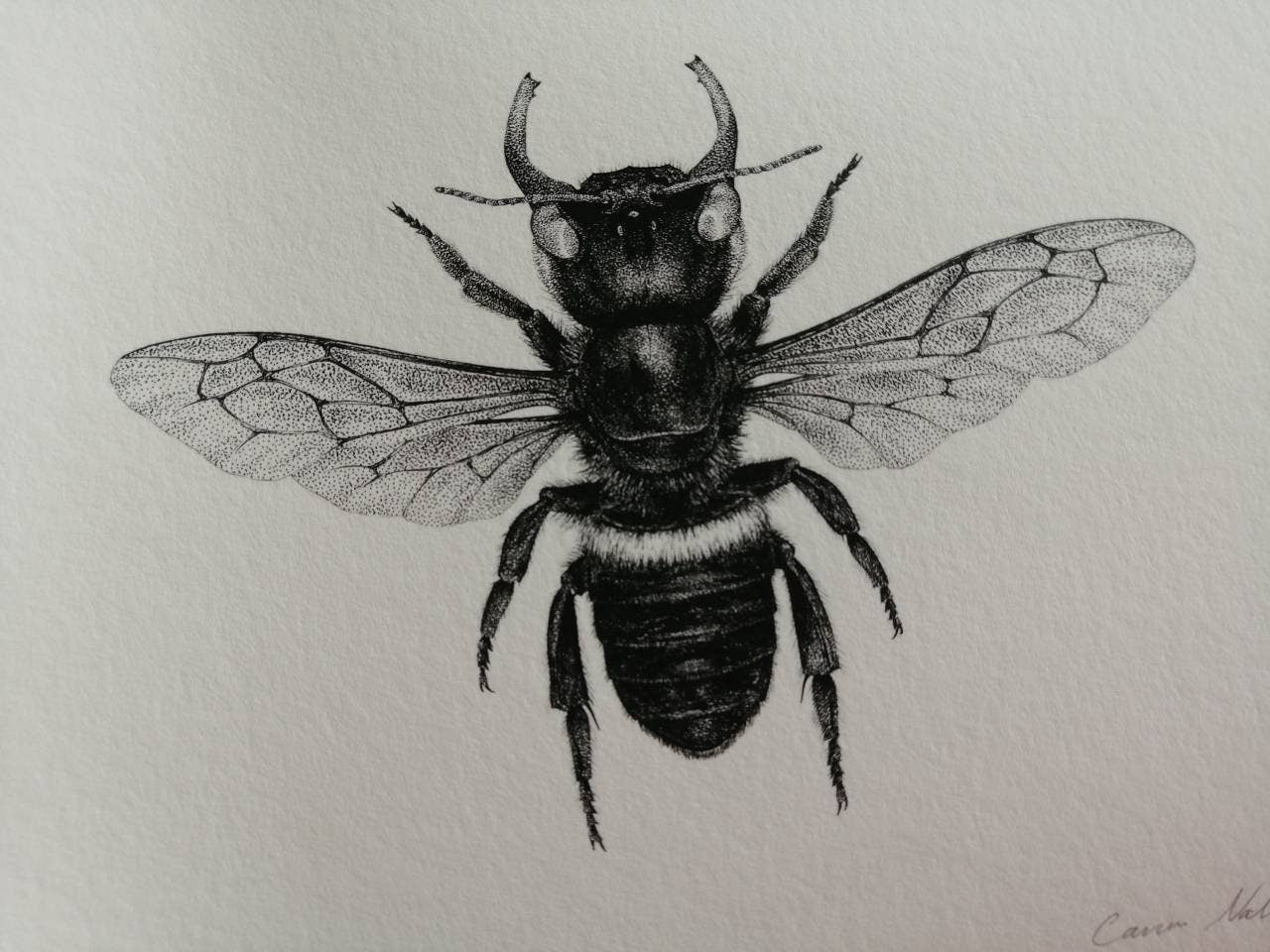Megachile pluto archival quality art print A4 size