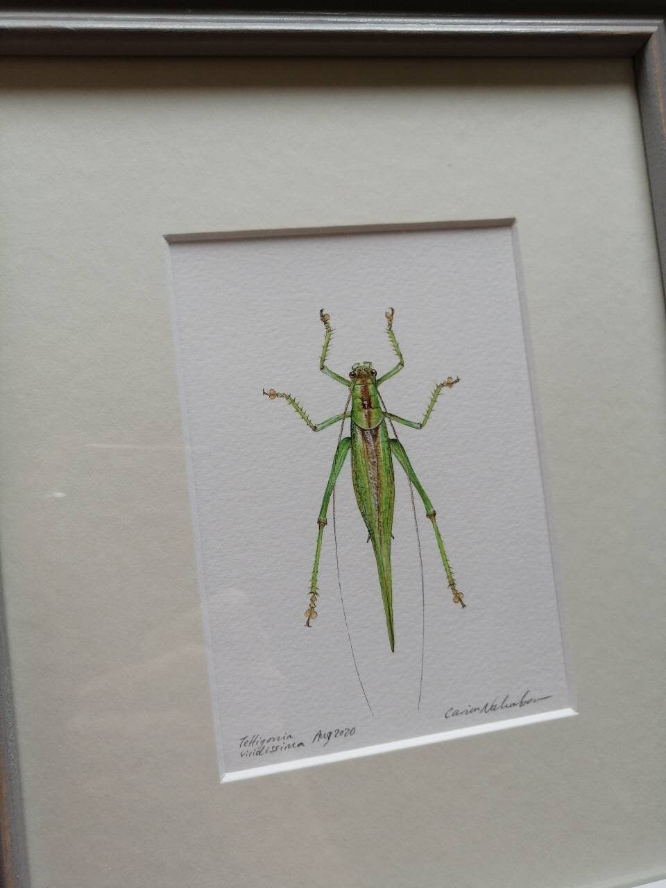 Framed Original Artwork - Great Green Bush Cricket, Tettigonia viridissima