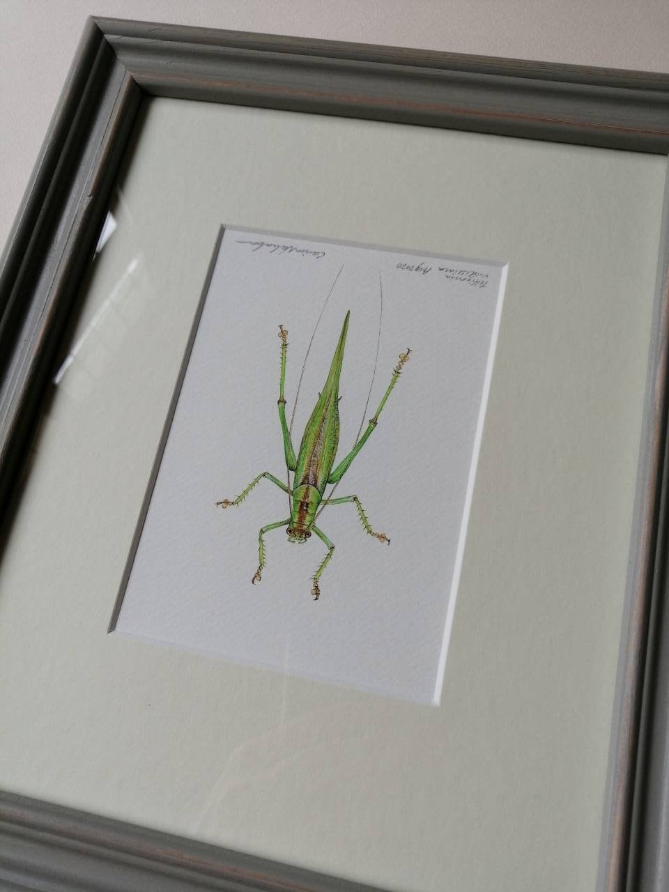 Framed Original Artwork - Great Green Bush Cricket, Tettigonia viridissima