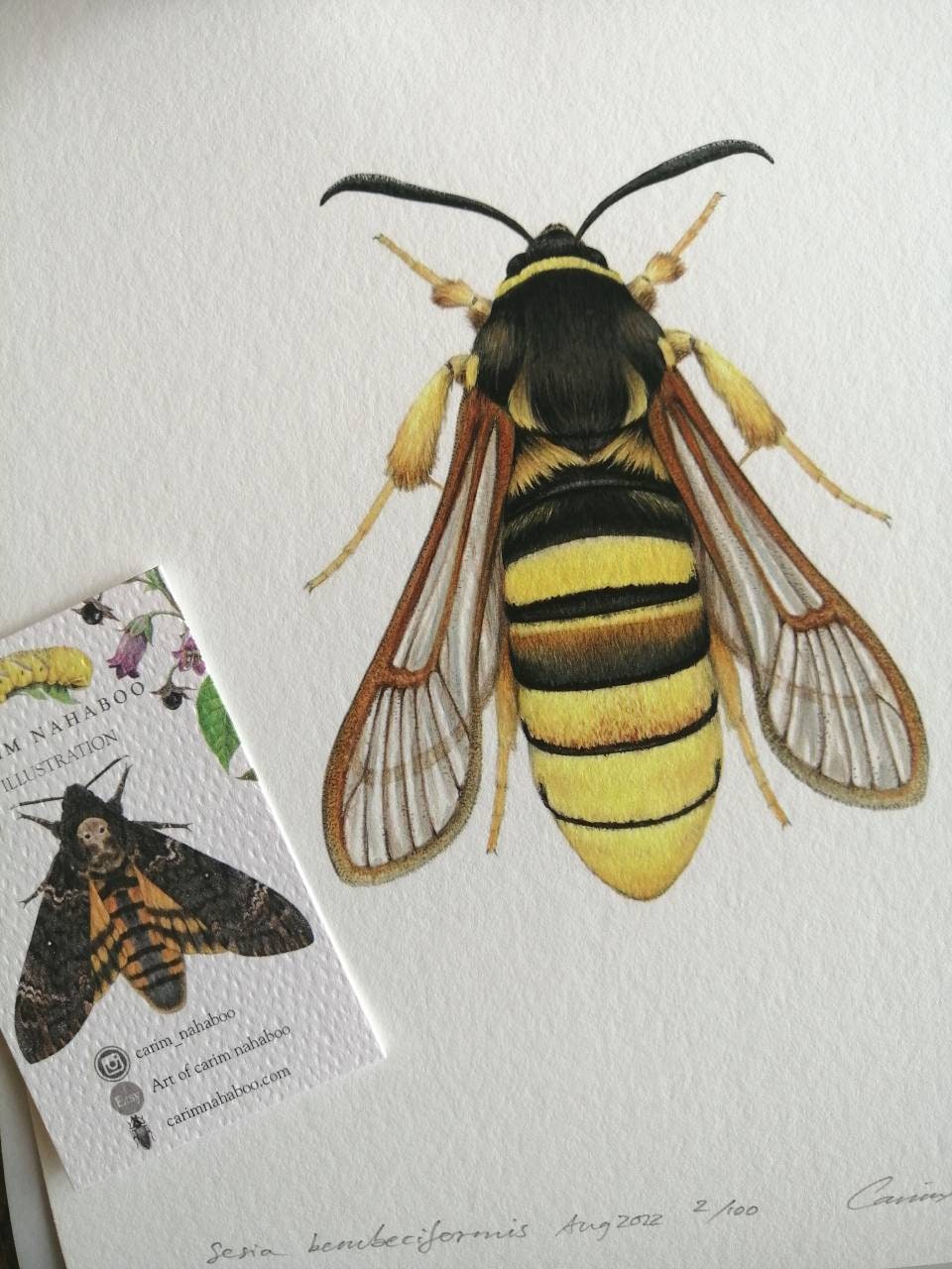 Sesia bembeciformis, Lunar Hornet clearwing Moth, limited edition art print 10x8"