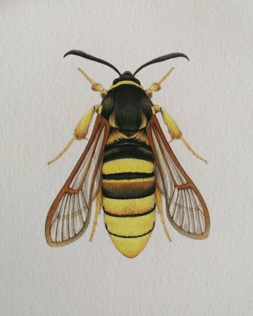 Sesia bembeciformis, Lunar Hornet clearwing Moth, limited edition art print 10x8"