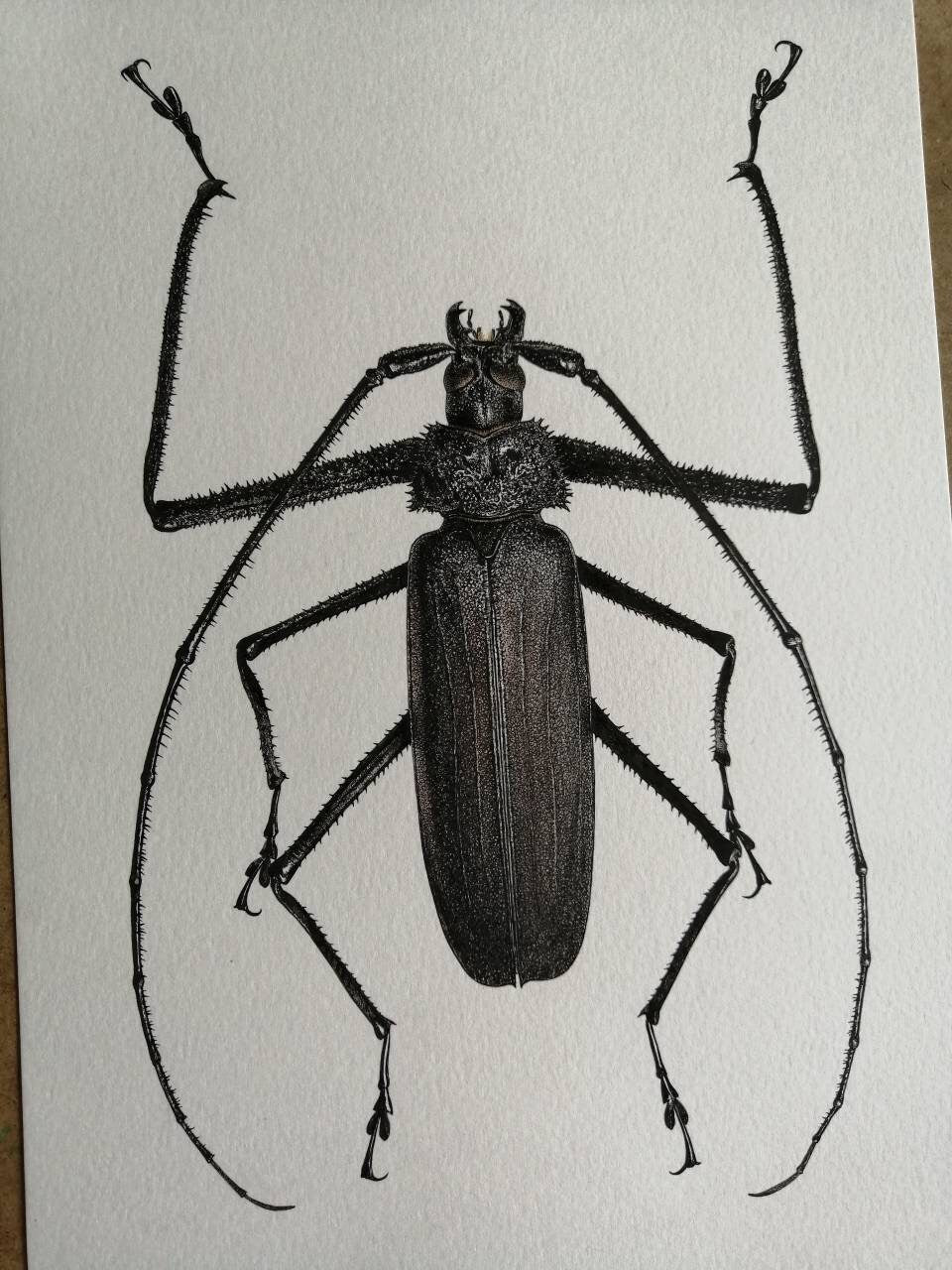 Telotoma hayesi, A4 size limited edition art print