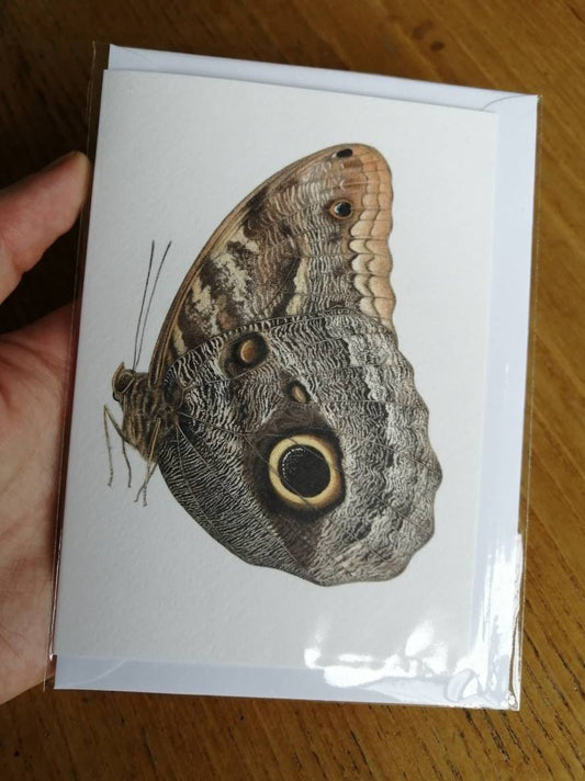 Caligo telamonius memnon greetings card - giant owl butterfly