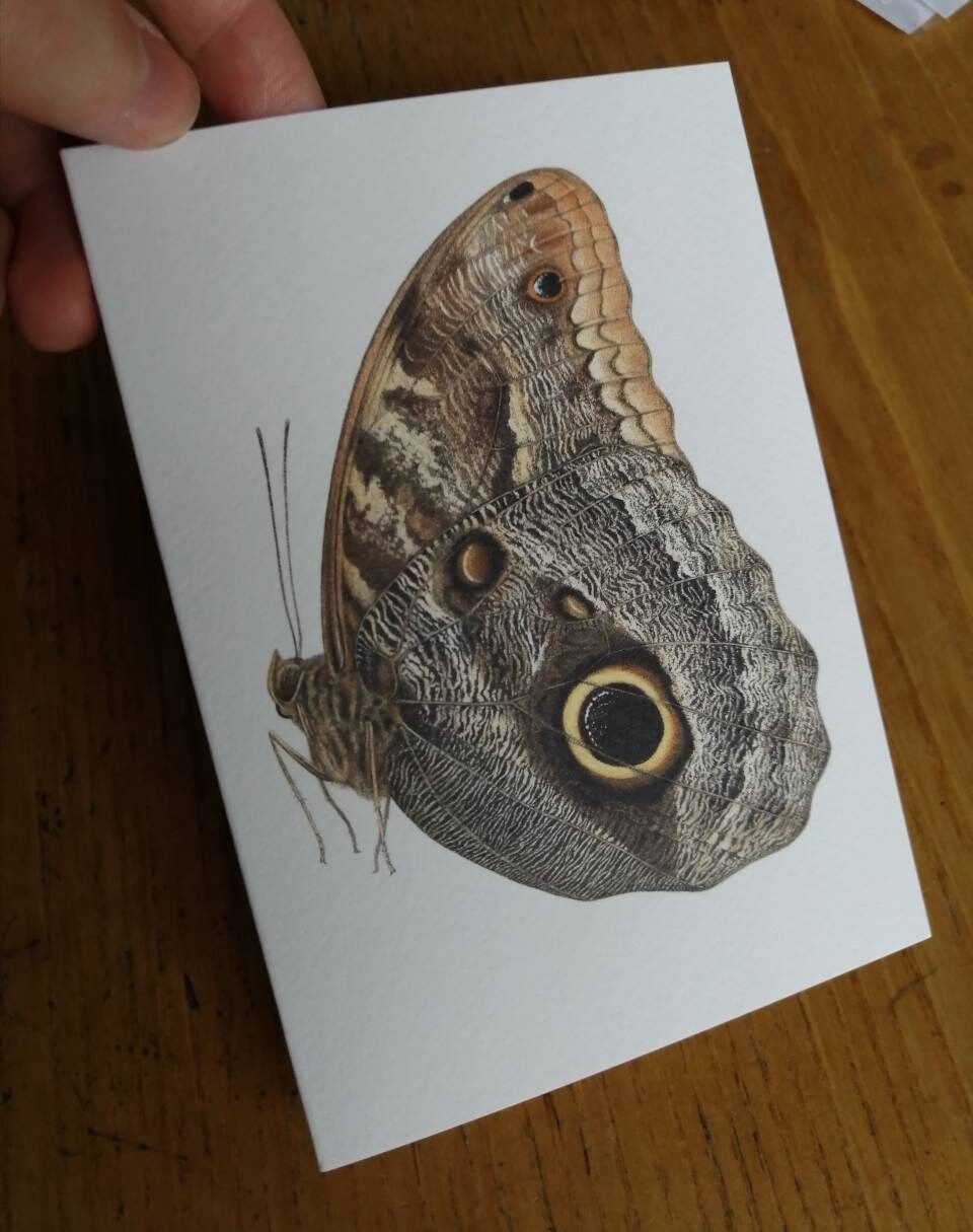 Caligo telamonius memnon greetings card - giant owl butterfly