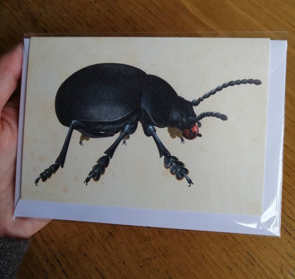 Bloody Nosed Beetle greetings card, Timarcha tenebricosa