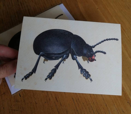 Bloody Nosed Beetle greetings card, Timarcha tenebricosa