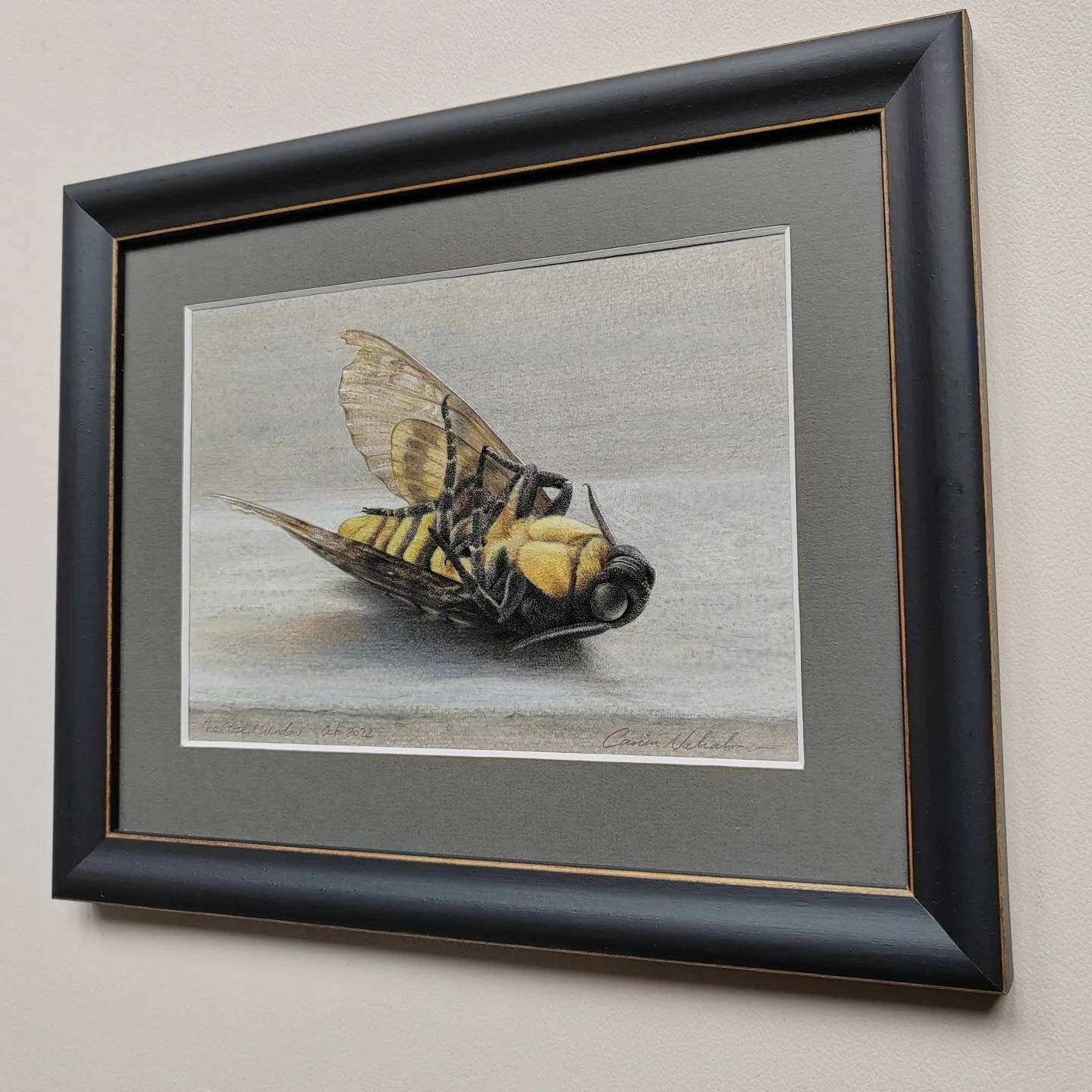 Framed Original Artwork - The Closed Window. Acherontia atropos, Death's Head Hawk Moth